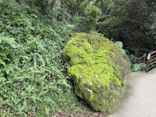 [微笑山線_第二段] 2026_0725 大棟山系_百年大榕樹3101575