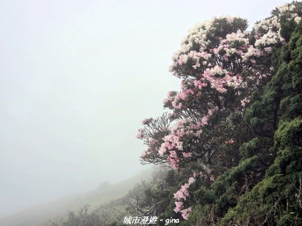 【南投仁愛】合歡東峰步道x合歡石門山步道(賞杜鵑)3052453