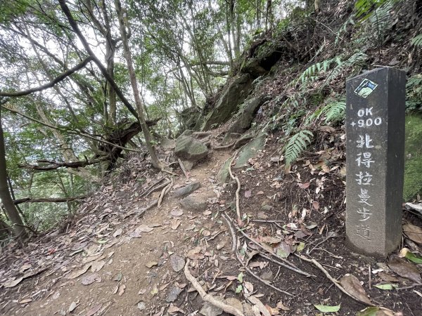 喜遇水晶蘭及翹距根結蘭-北得拉曼巨木步道11103101636057