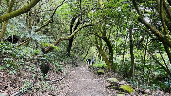 陽明山橫嶺古道|搭公車就能到京都嵐山竹林美景||澄園秘境賞梅前山公園悠閒野餐1603360