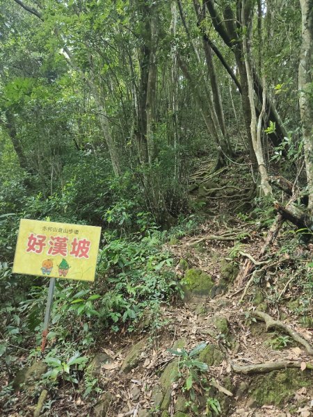 關西赤柯山、東獅頭山步道（玉山太元宮中元）2881687