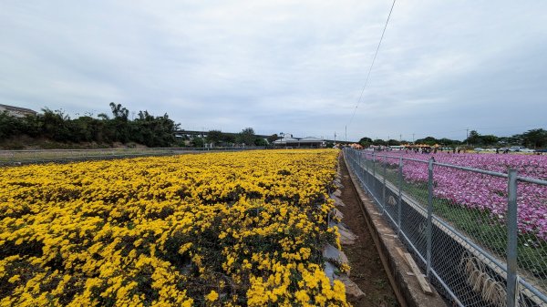 銅鑼杭菊,功維敘,玫瑰森林2349224