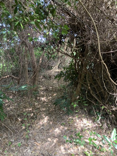 20250128高雄漯底山-北峰-西北峰2705212