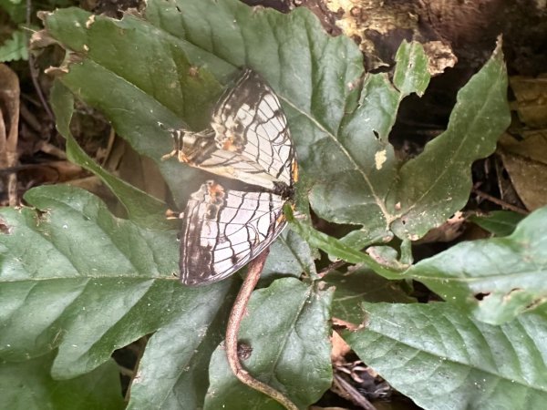 苗栗縣獅潭鄉鳴凰古道O型縱走2803649