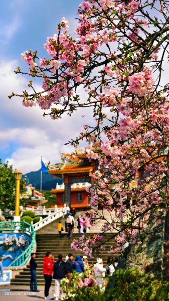 #綠繡眼 訪花 #吉野櫻 #天元宮 #楓樹湖 03162736688