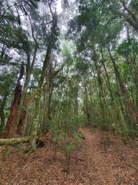 【埔里六秀之首】守城大山1291131