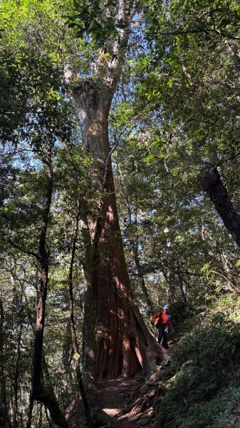 山毛櫸「最後一舞」2955248