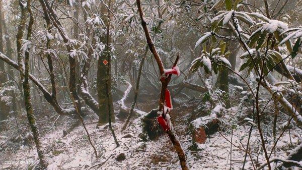 我的2025第一場雪，包場夫婦山，獨享差強人意的雪景&雲海。1/272699865