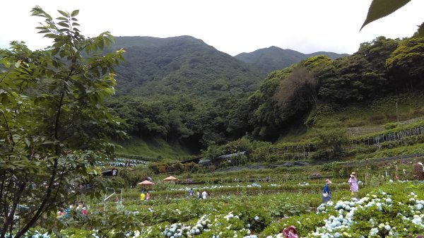 【臺北大縱走2】頂湖和竹子湖賞繡球花海芋981867