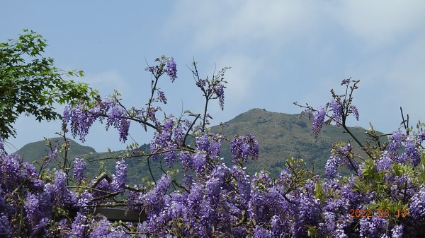 陽明山花季，追雲差強人意1646830