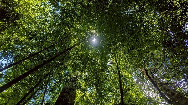鳳凰山步道（溪頭）2838221