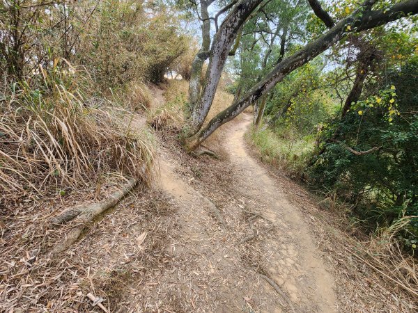 20260125口山步道2995136