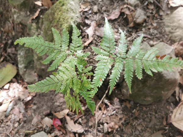 鳥嘴山的10種可愛植物969840