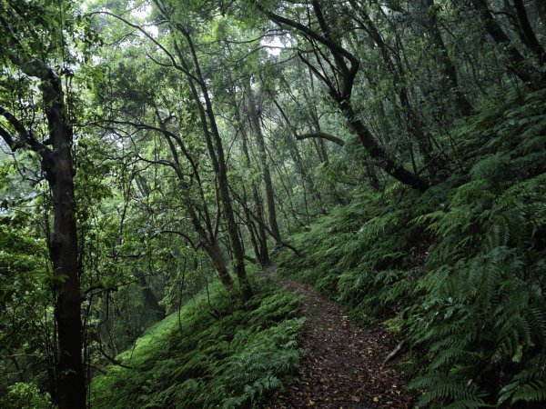 2025_0525 鎮西堡巨木群步道（B區）2797704