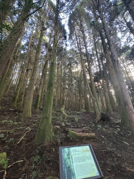 20251225塔山步道(大塔山)2970299