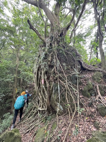 【大棟山系】百年大榕樹2858110