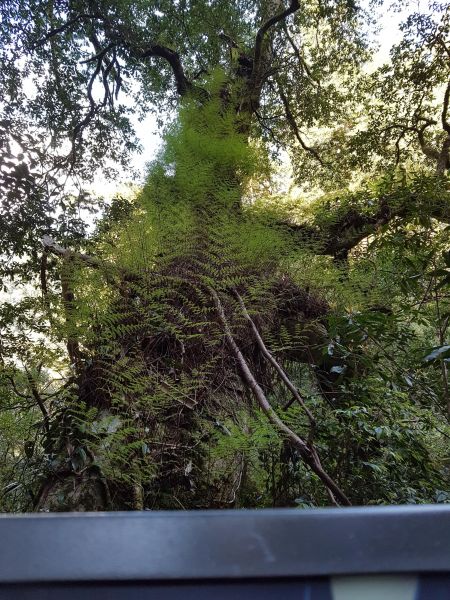 拉拉山國家森林遊樂區106/04/29121385