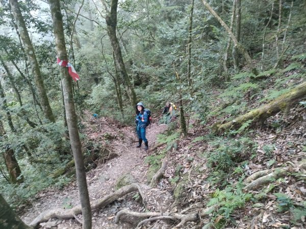 1101121 雪見北坑山，大板根，東洗水山1521939