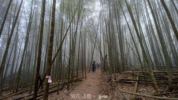 【南投魚池】中部四大名山之山高路遠。 水社大山登山步道2037918