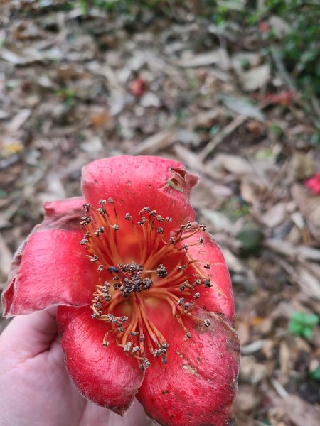 大坑10號提前修好啦(10號上+6號+7號下)2753653