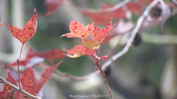 《苗栗》台鐵舊山線｜三義勝興鐵道覓境及挑柴古道O繞202501192693564