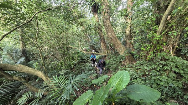 秋季品味古道與芒海的山行在猴硐牡丹山與金瓜石山2950966