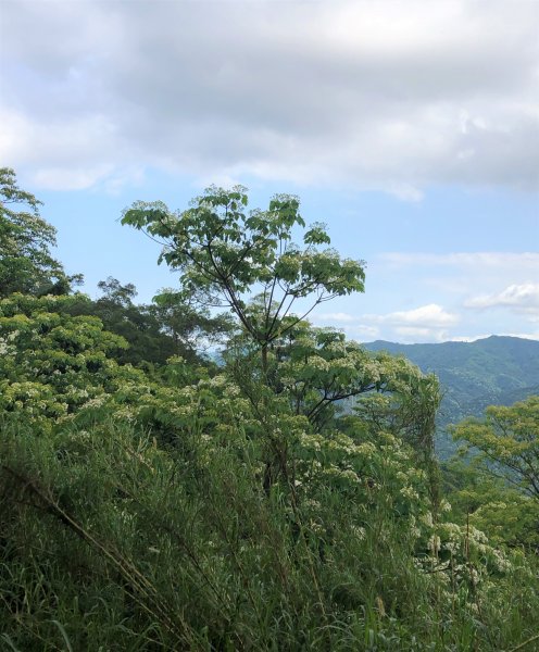 台灣小百岳No.018天上山連走五城山1347054