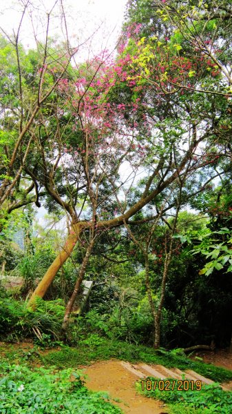 中和步道越嶺土城太極嶺 ~ 櫻花一路相迎 !528014