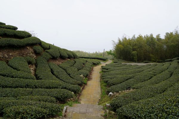 飽覽茶園風光~挑筍古道&大尖山步道299364