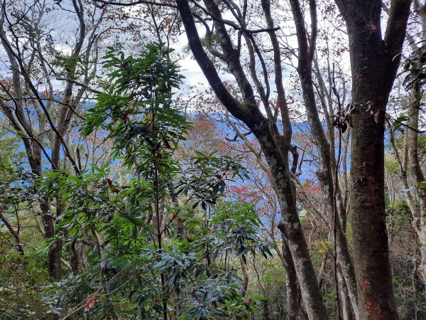 騰龍山 橫龍山北峰 橫龍山 O型1205352