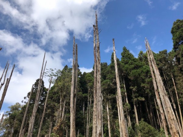 2018.11.14 忘憂森林463618