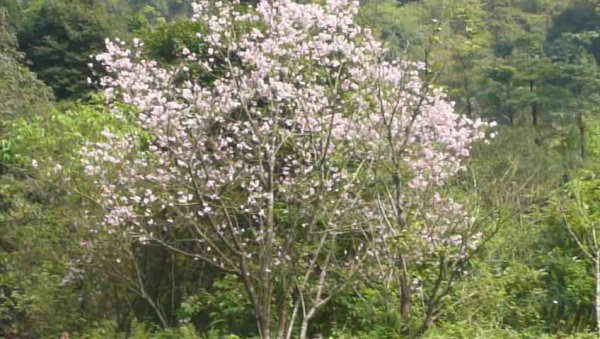 滑瀑、峭壁、溯溪～暖東峽谷1288937