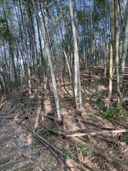 1140112出水坑篤鼻山步道2690783