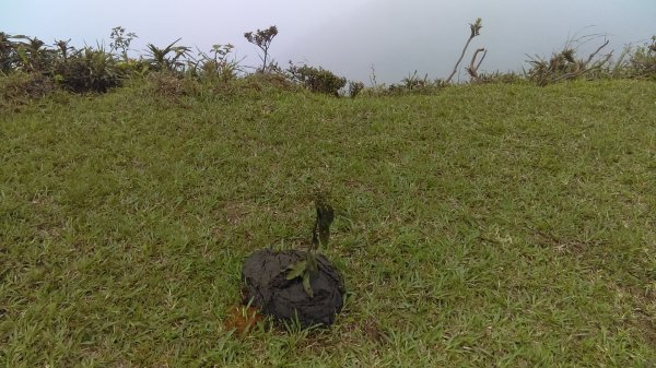 【東北角生態步道尋寶石】 桃源谷步道內寮線,草嶺線,大溪線 3-1963237