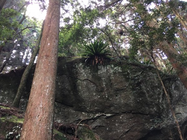 加里山登山步道之旅719235