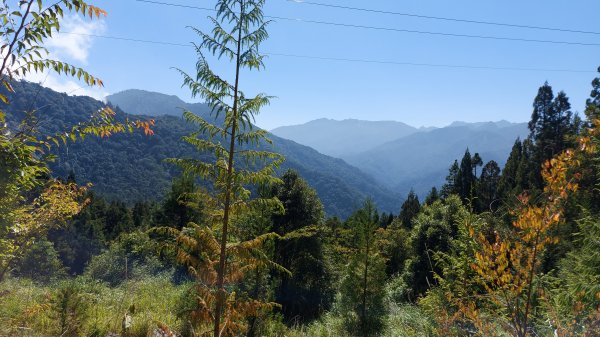 觀霧榛山步道三角點1447384