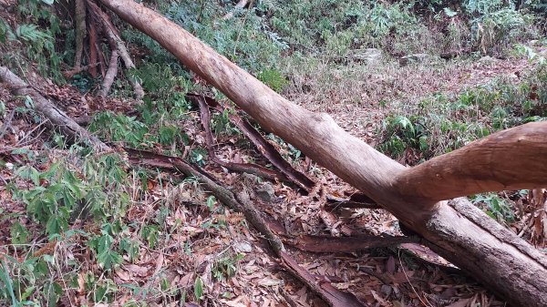 舊武界越山橫屏山O形縱走7連峰1298327