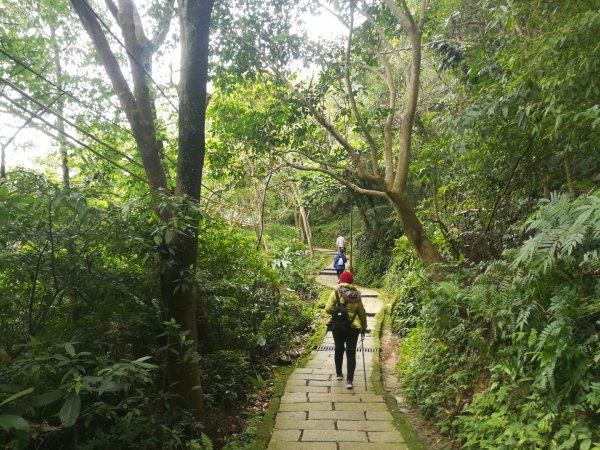 與母親爬山—虎山步道群/探訪秘境黃蟬園895178