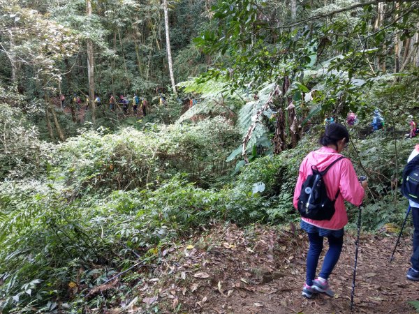 馬那邦山(小百岳#37)登山步道。點點楓紅 2020/12/131425309