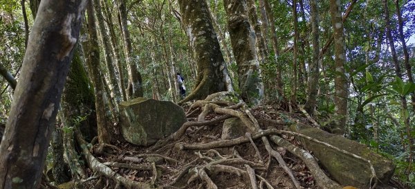 2025/10/10-水田林道上外鳥嘴山2911511