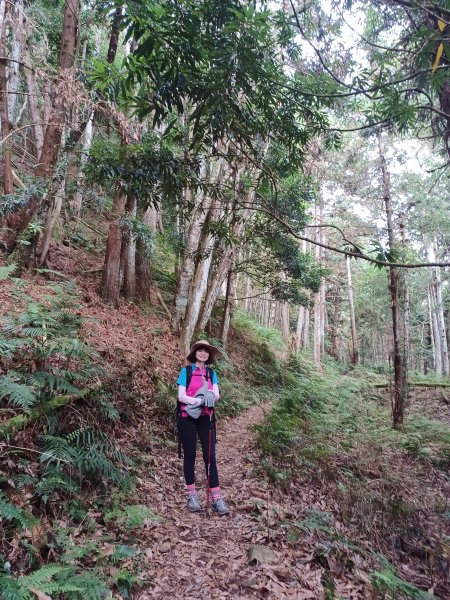 【新竹五峰】迷霧山林。 民都有山登山步道(面托油山)x民都有山北峰2991868