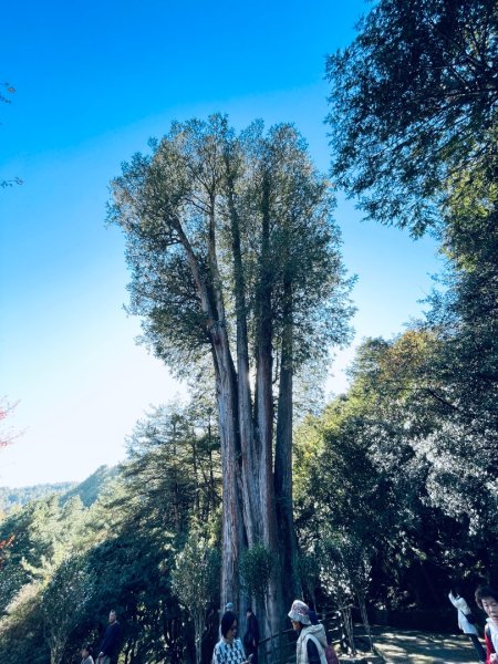 20241230 大雪山神木步道2745388