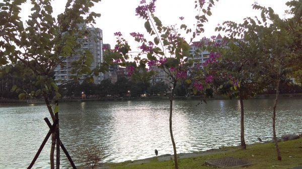 湖光山色的碧湖公園步道732818