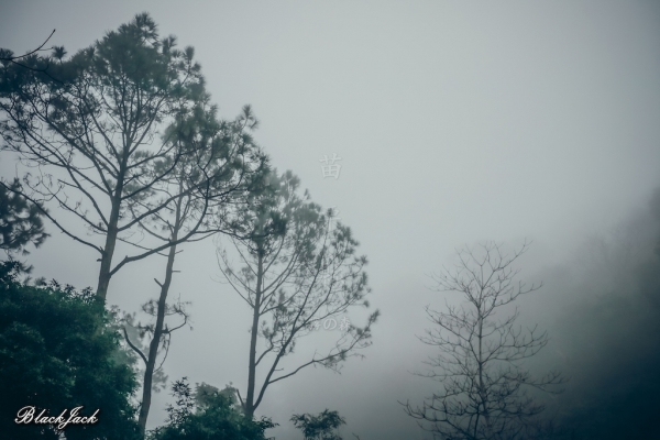 三義霧の森260935