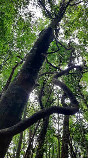 《雲林》望好望角｜石壁山嘉南雲峰步道(中側登山口）202506072805370