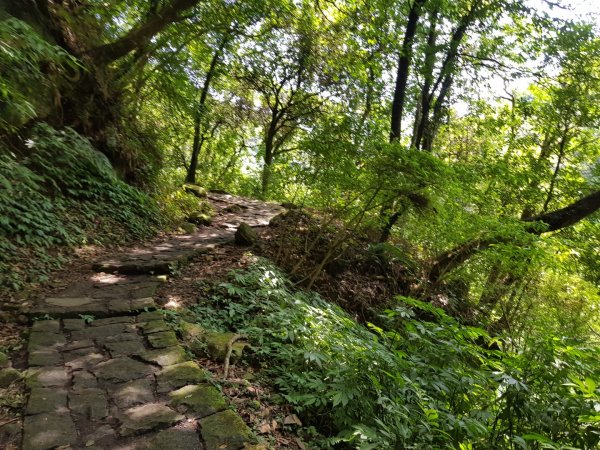 魚路南段(絹絲步道-擎天崗)1088995