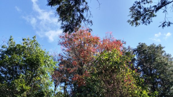 鳶嘴稍來賞楓行663212