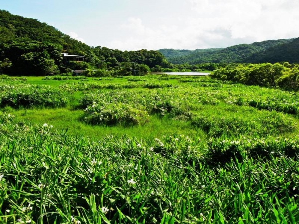 【新聞】屏東牡丹鄉野薑花季 享受夏季饗宴