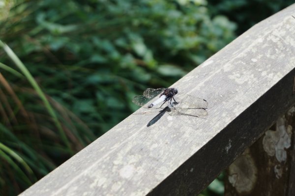 生態豐富的福山植物園1332765