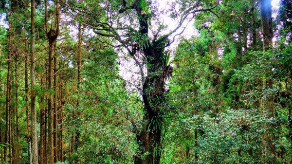 油羅山(一上三下)2959181